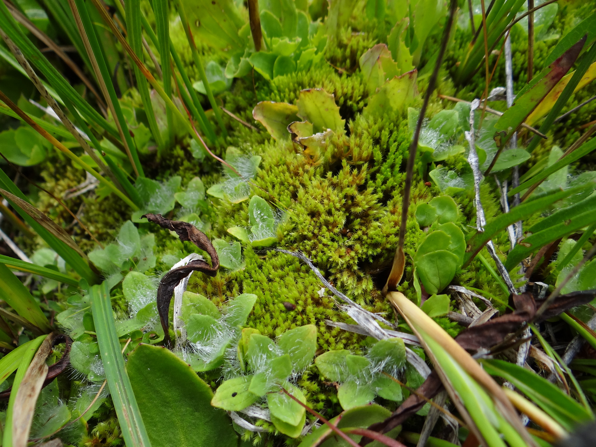 Philonotis fontana var. pumila