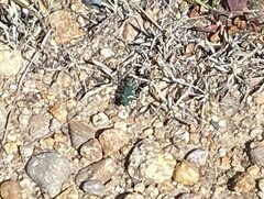 Cicindela longilabris