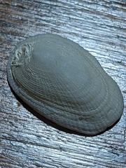 Tugali parmophoidea