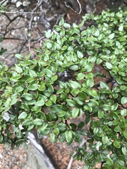 Nothofagus cliffortioides