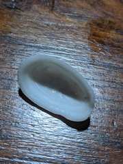 Tugali parmophoidea