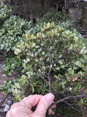 Nothofagus cliffortioides