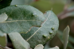 Dryomyia lichtensteinii