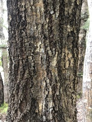 Nothofagus cliffortioides