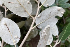 Dryomyia lichtensteinii