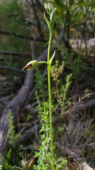 Calochilus paludosus