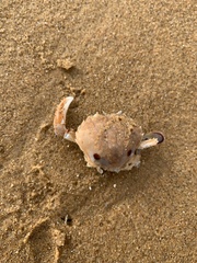 Ovalipes australiensis