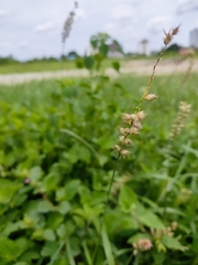 Cenchrus echinatus