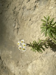 Anaphalioides subrigida