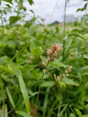 Cenchrus echinatus