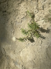 Anaphalioides subrigida