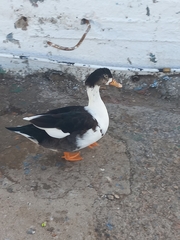 Anas platyrhynchos × Cairina moschata
