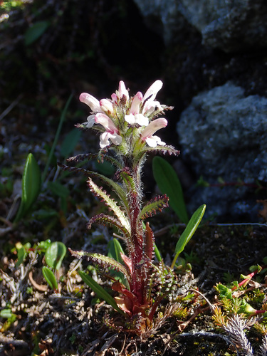 Hairy lousewort (Pedicularis hirsuta)