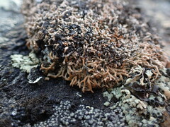 Sphaerophorus fragilis