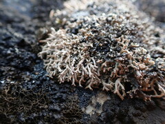 Sphaerophorus fragilis