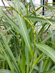 Rottboellia