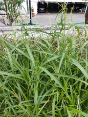 Rottboellia