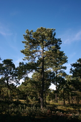 Pinus arizonica