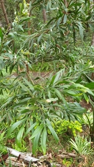 Acacia mangium