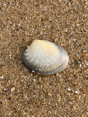 Katelysia rhytiphora