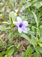 Ruellia tuberosa