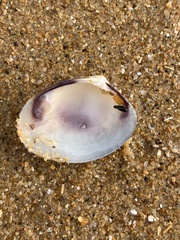 Katelysia rhytiphora