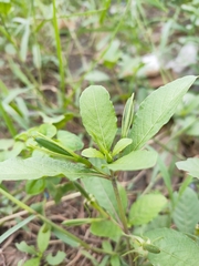 Ruellia tuberosa
