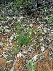 Brachyscome ciliaris