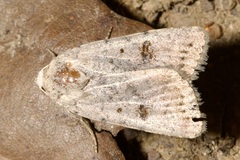 Caradrina kadenii