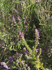 Muraltia satureioides