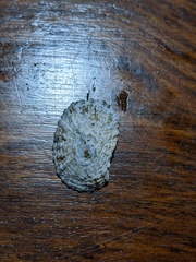 Scutellastra peronii