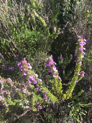 Muraltia satureioides