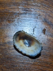 Scutellastra peronii