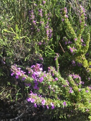 Muraltia satureioides