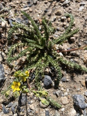 Ivesia lycopodioides