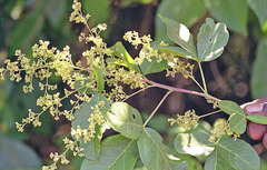 Searsia pyroides pyroides