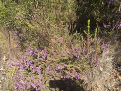 Muraltia satureioides