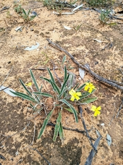 Goodenia willisiana