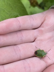 Chlorochroa