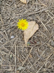 Taraxacum hybernum