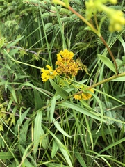 Solidago ohioensis