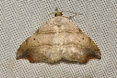 Laspeyria flexula