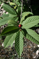 Frangula betulifolia