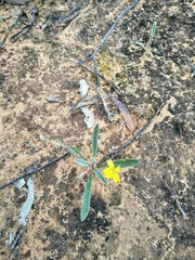 Goodenia willisiana