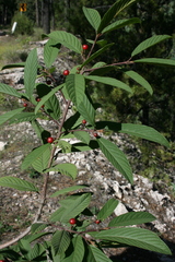 Frangula betulifolia