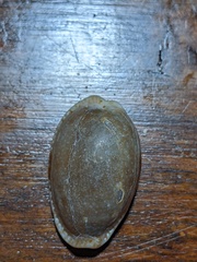 Naria erosa