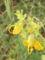 Rhynchocorys orientalis