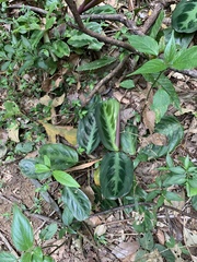 Maranta cristata