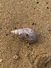 Phasianella australis