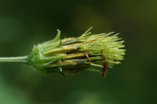 Image of Bidens biternata by no rights reserved